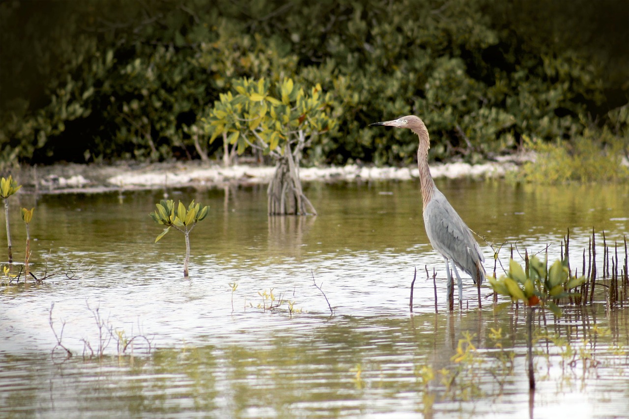 nature ave yucatan free photo