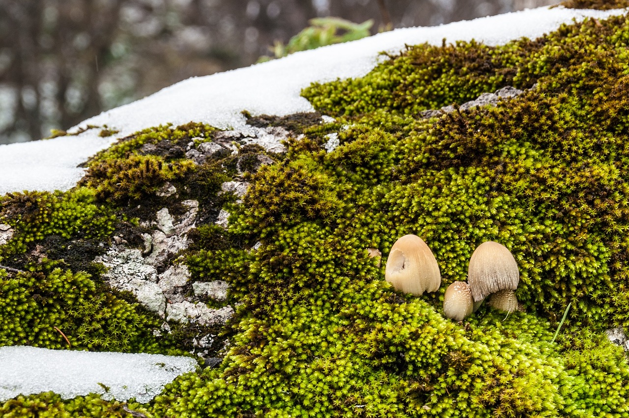 nature mushrooms moss free photo