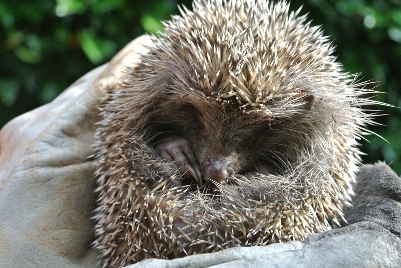 nature animal hedgehog free photo