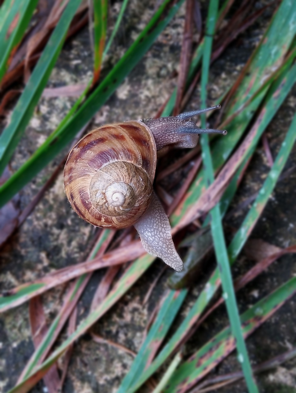 nature snails environmental free photo