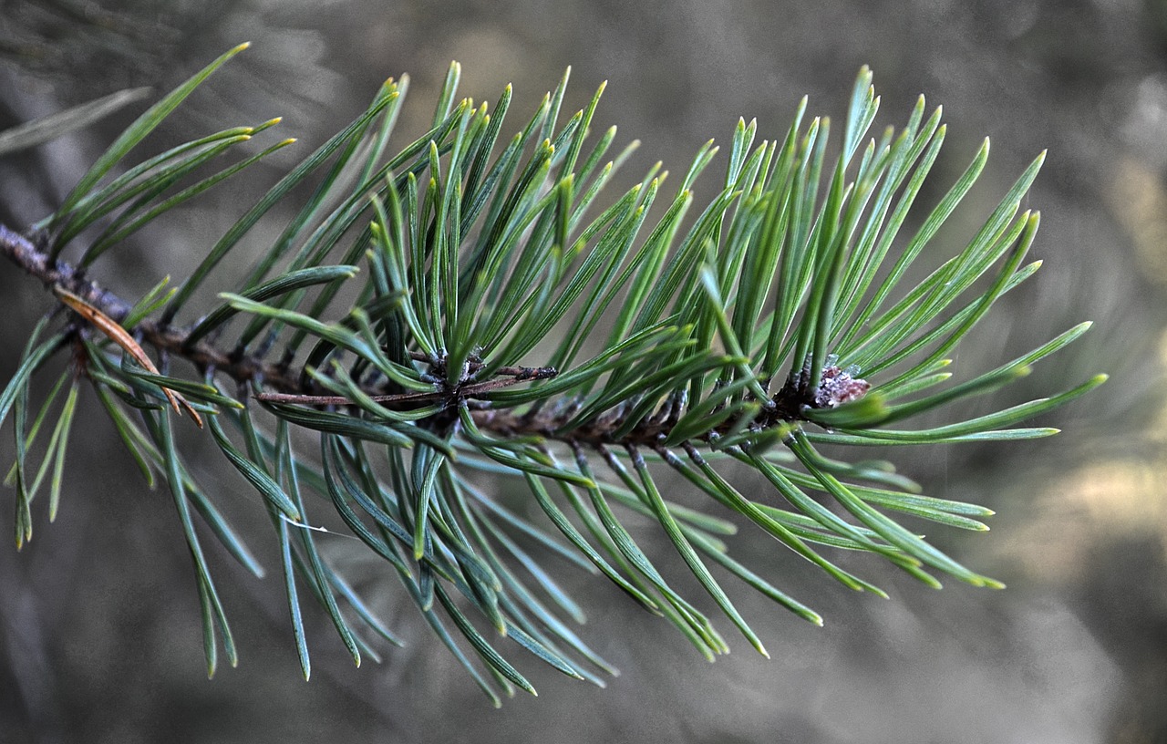 nature needles green free photo