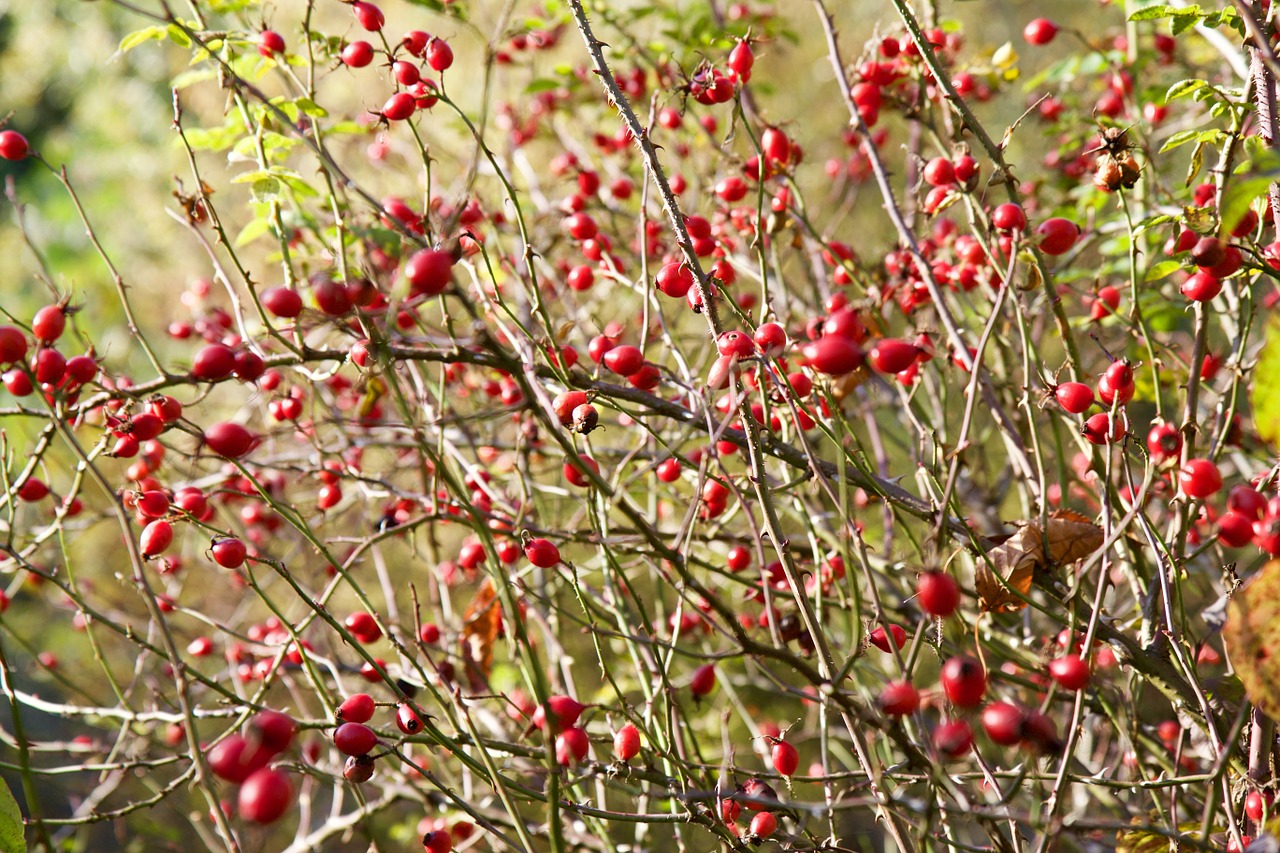 nature plant rose hip free photo