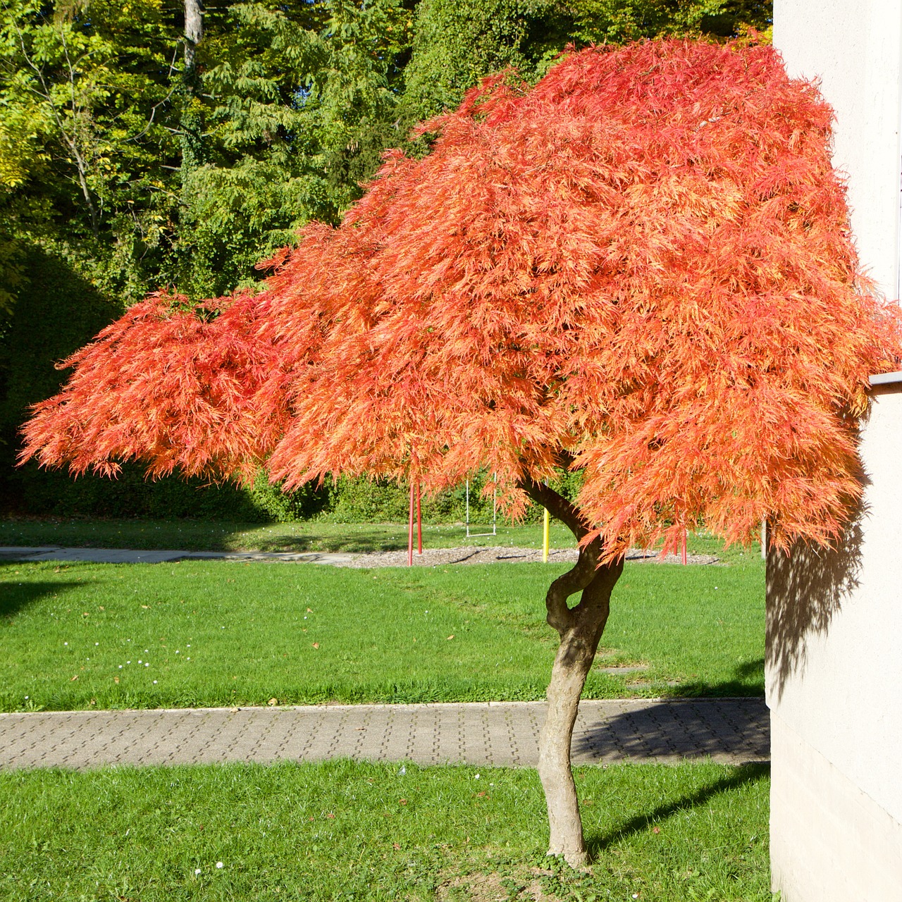 nature tree leaves free photo