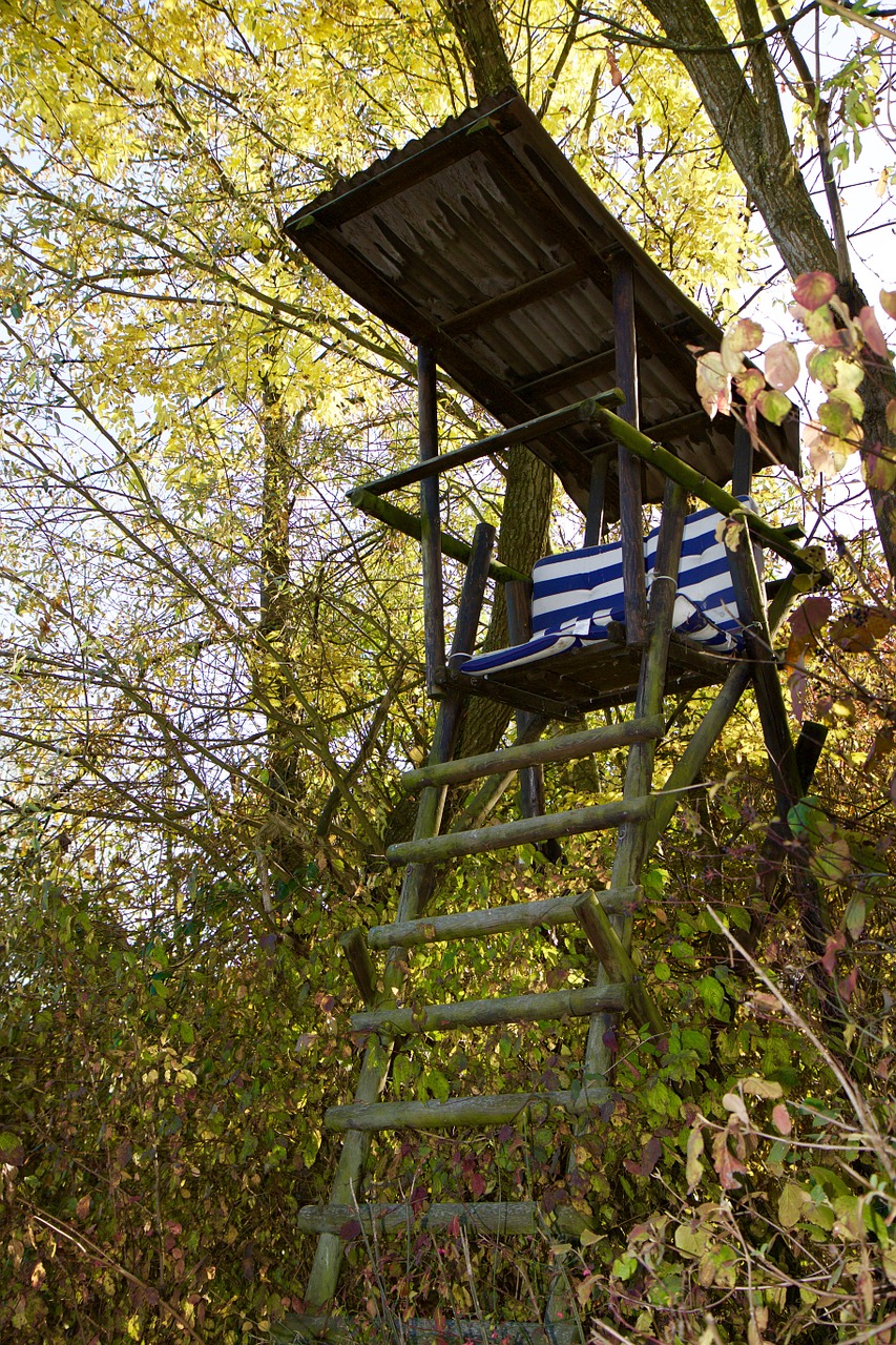 nature edge of the woods perch free photo