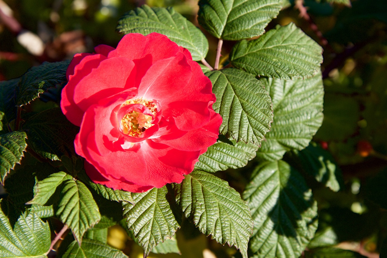 nature flower rose free photo