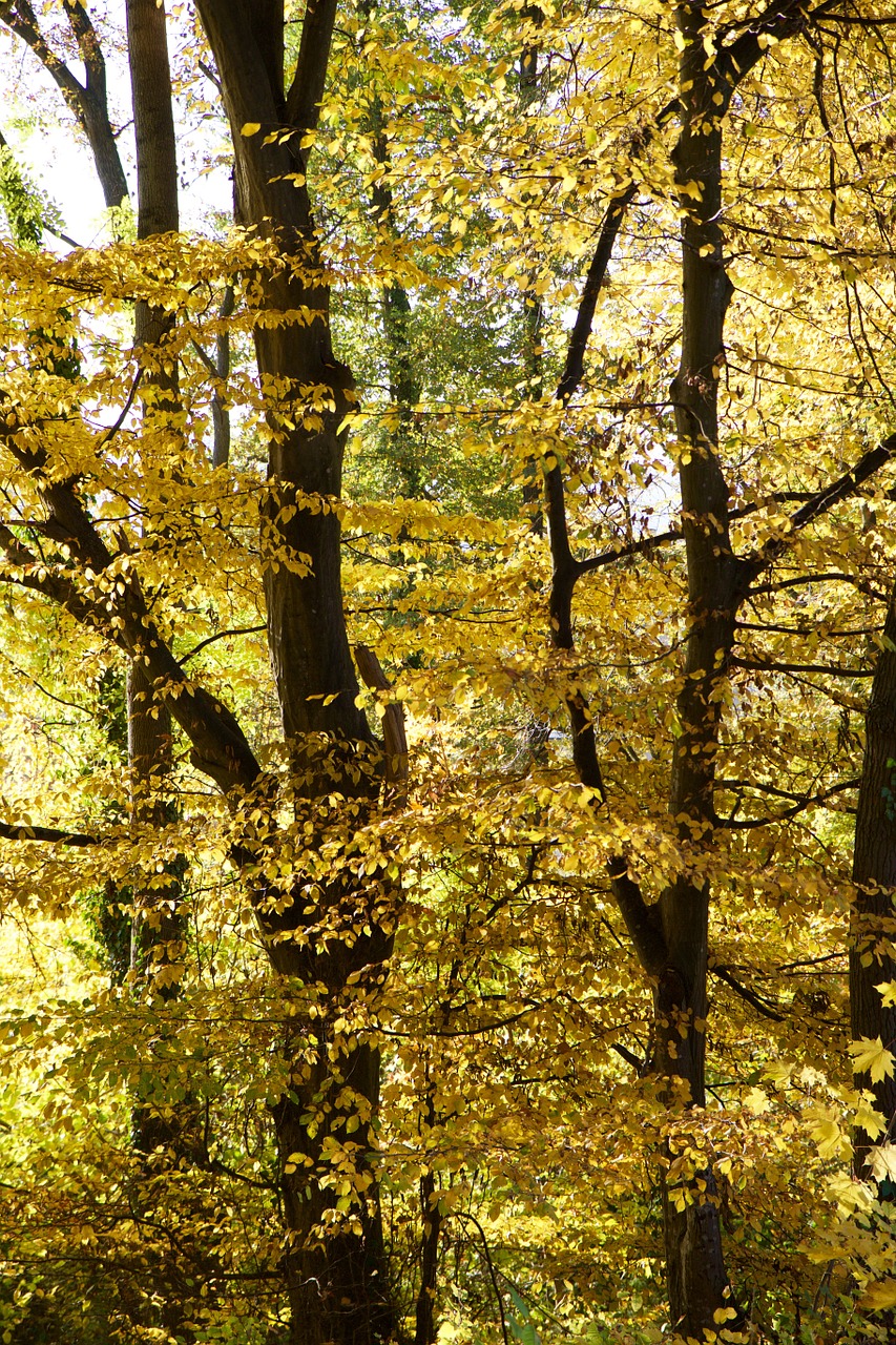 nature forest trees free photo