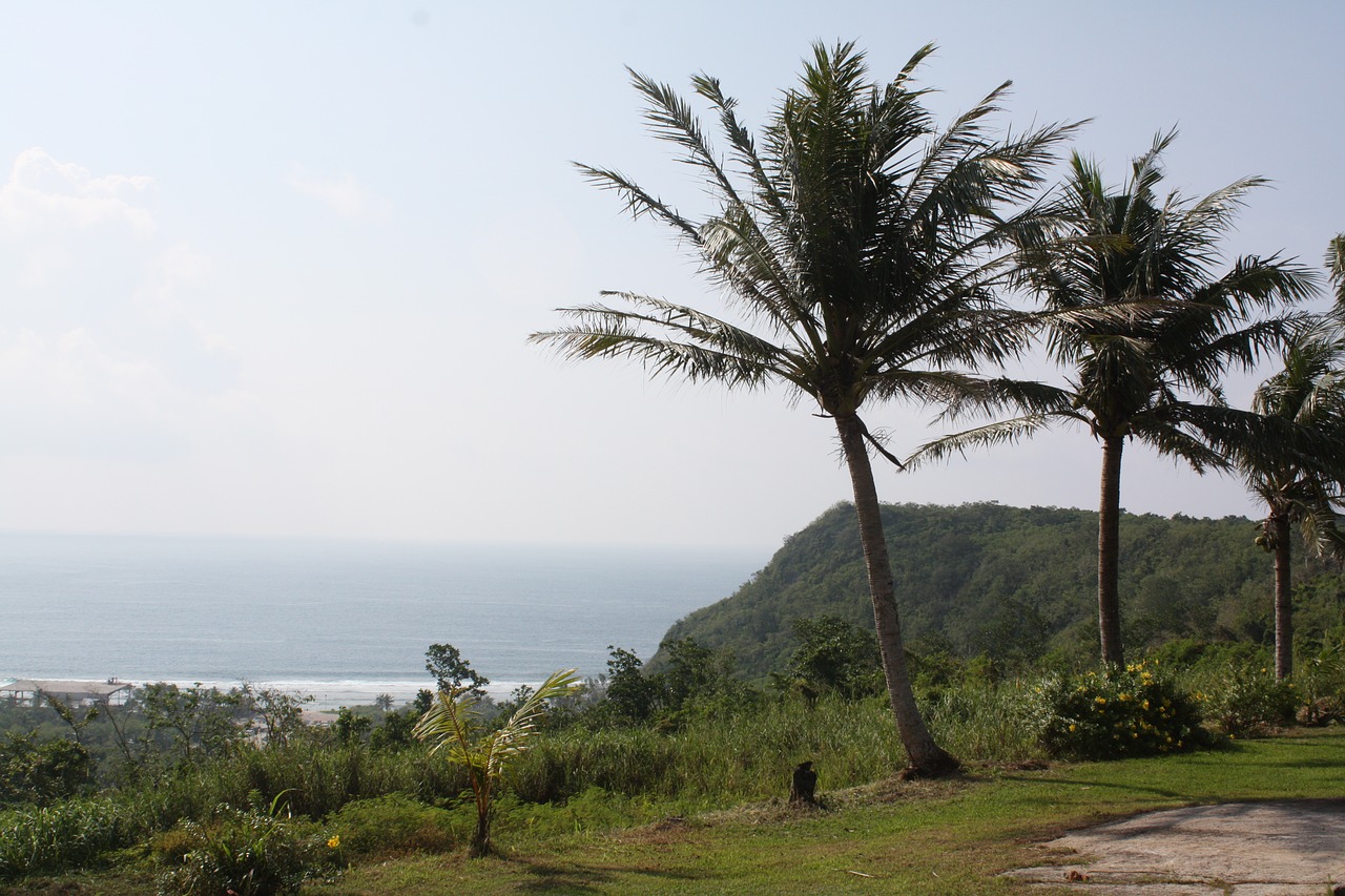 nature palm tree landscape free photo