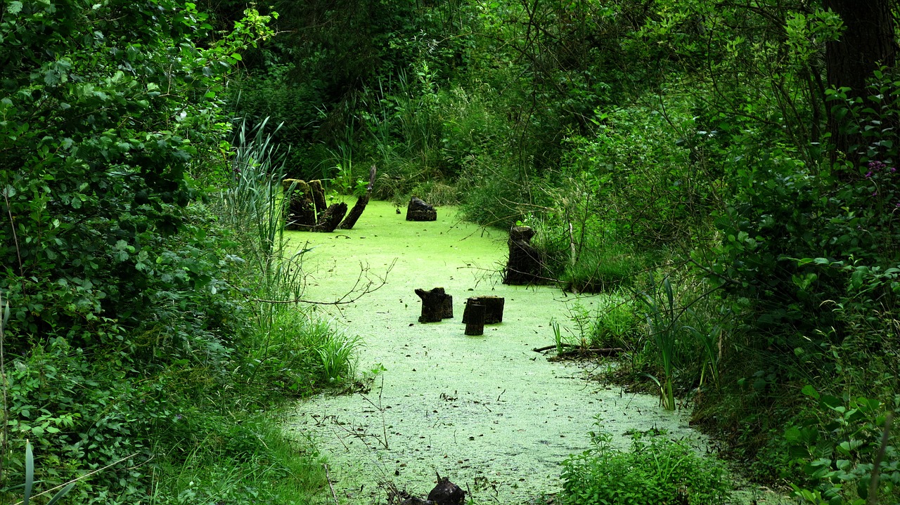 nature marsh view free photo