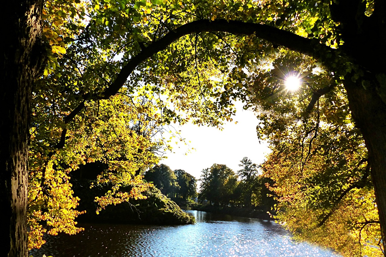 nature autumn trees free photo