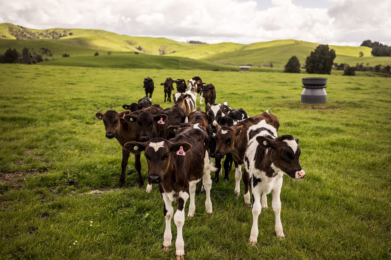 nature new zealand cows free photo