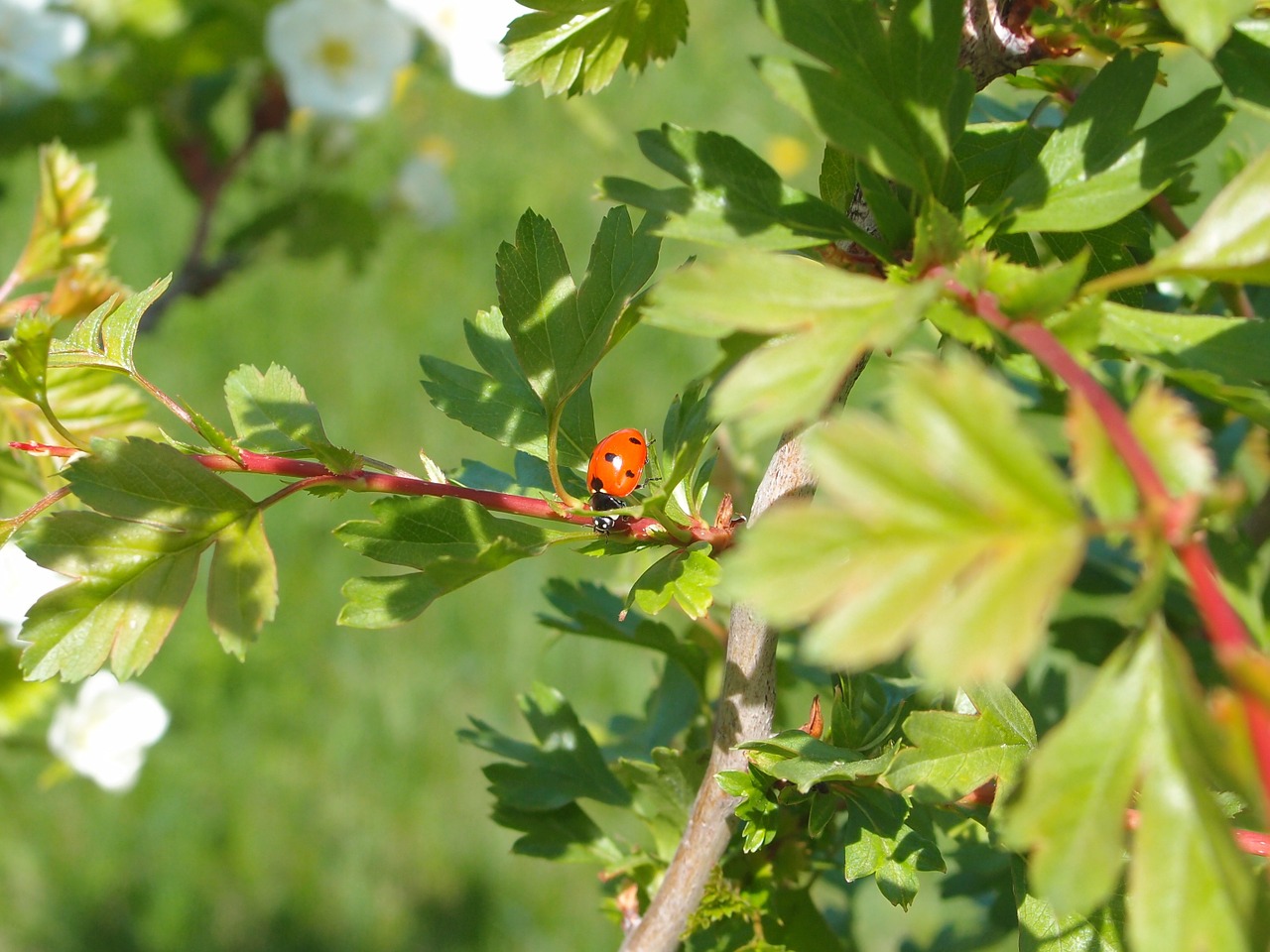 ladybug nature insects free photo