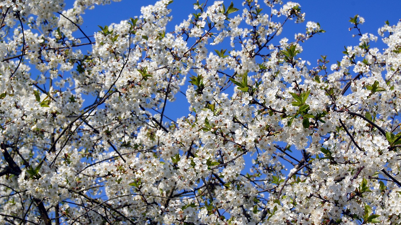 cherry blossom blossom bloom free photo