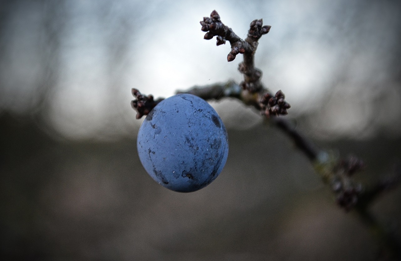 nature fetus branch free photo