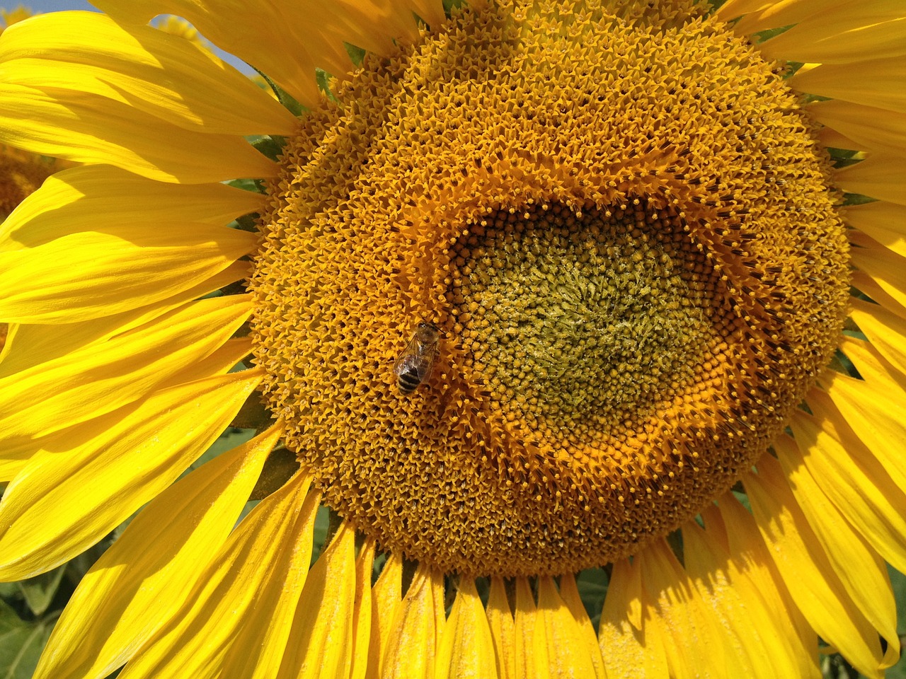 sunflower the bees insect free photo