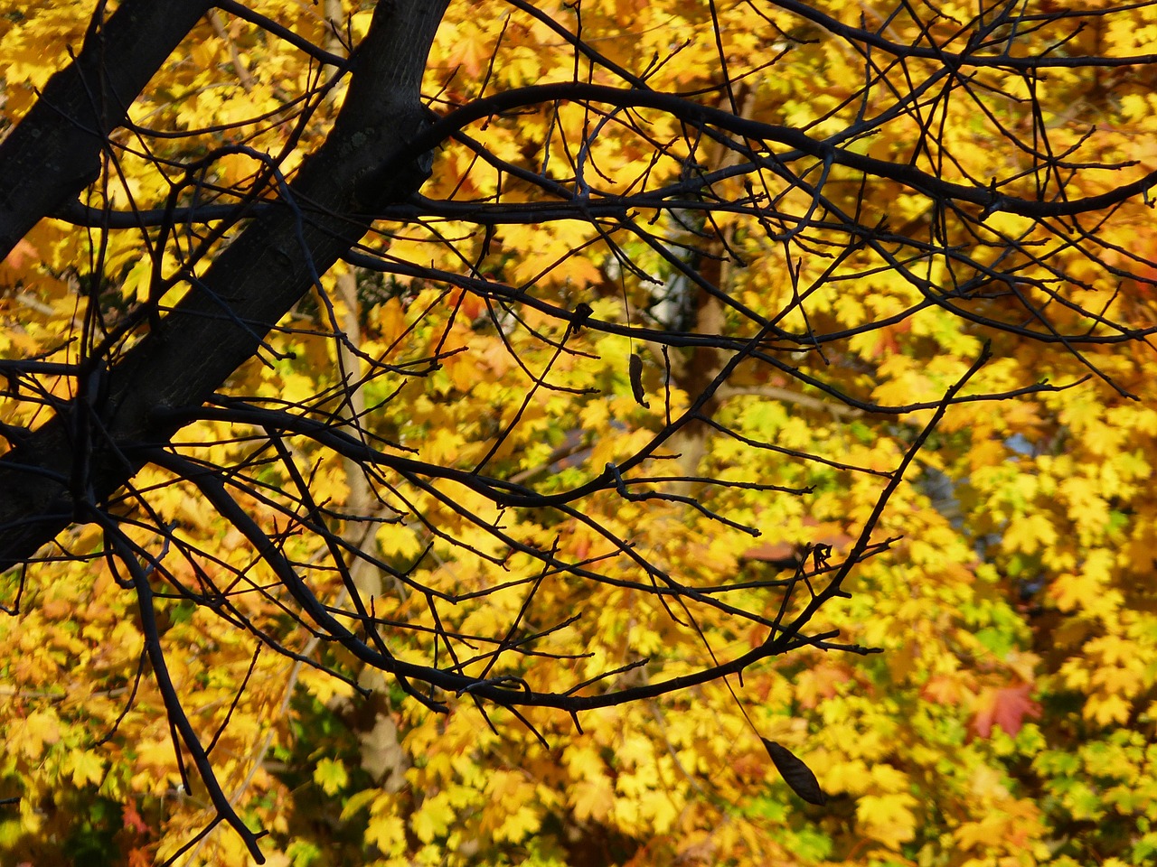 nature autumn leaves free photo