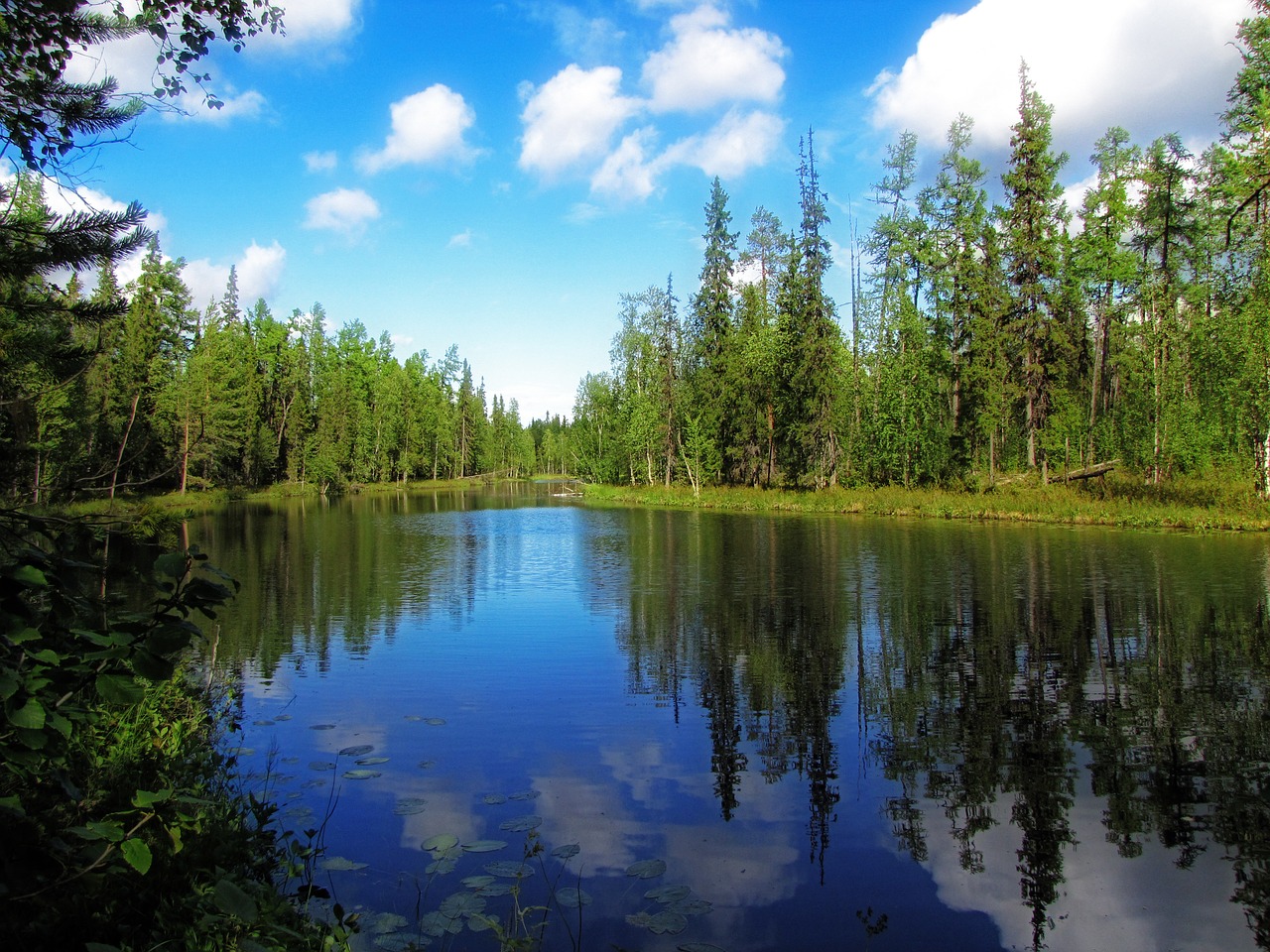 nature forest trees free photo