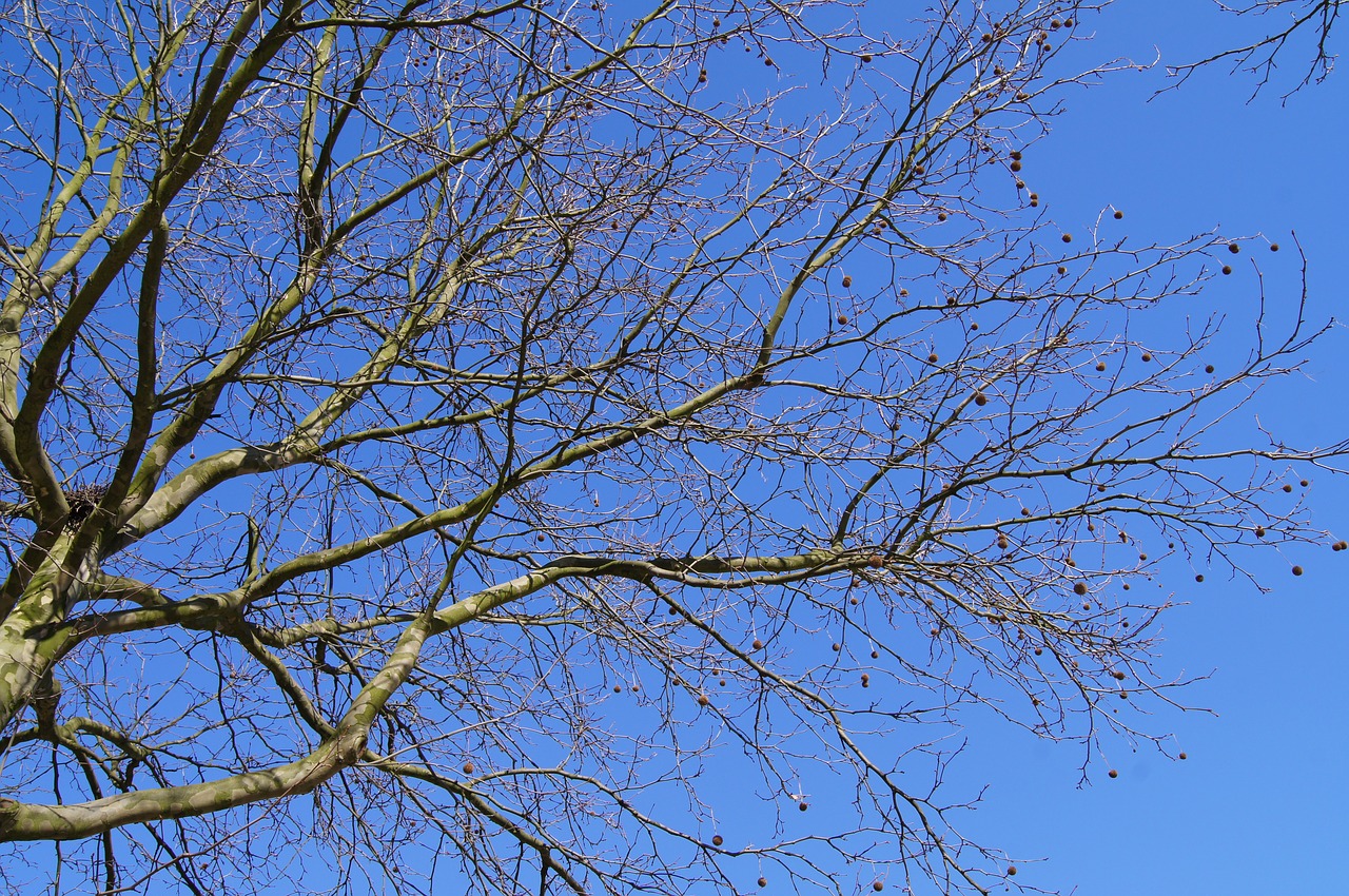 nature plane tree free photo