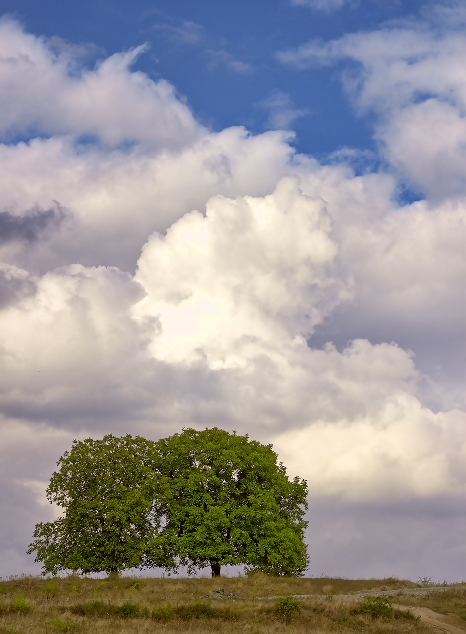 nature tree clouds free photo