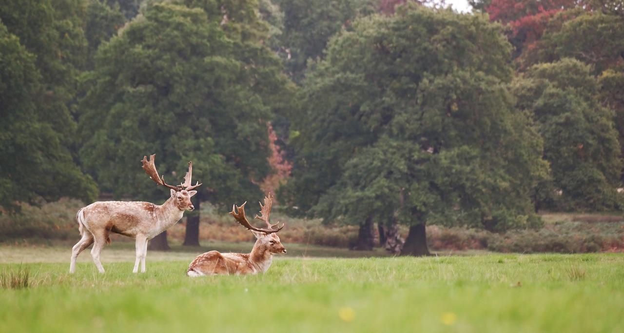 elk nature animal free photo