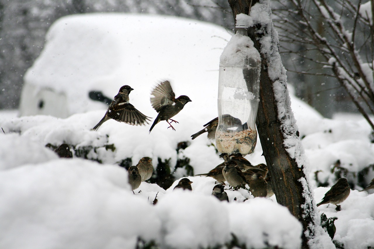 nature bird sparrow free photo