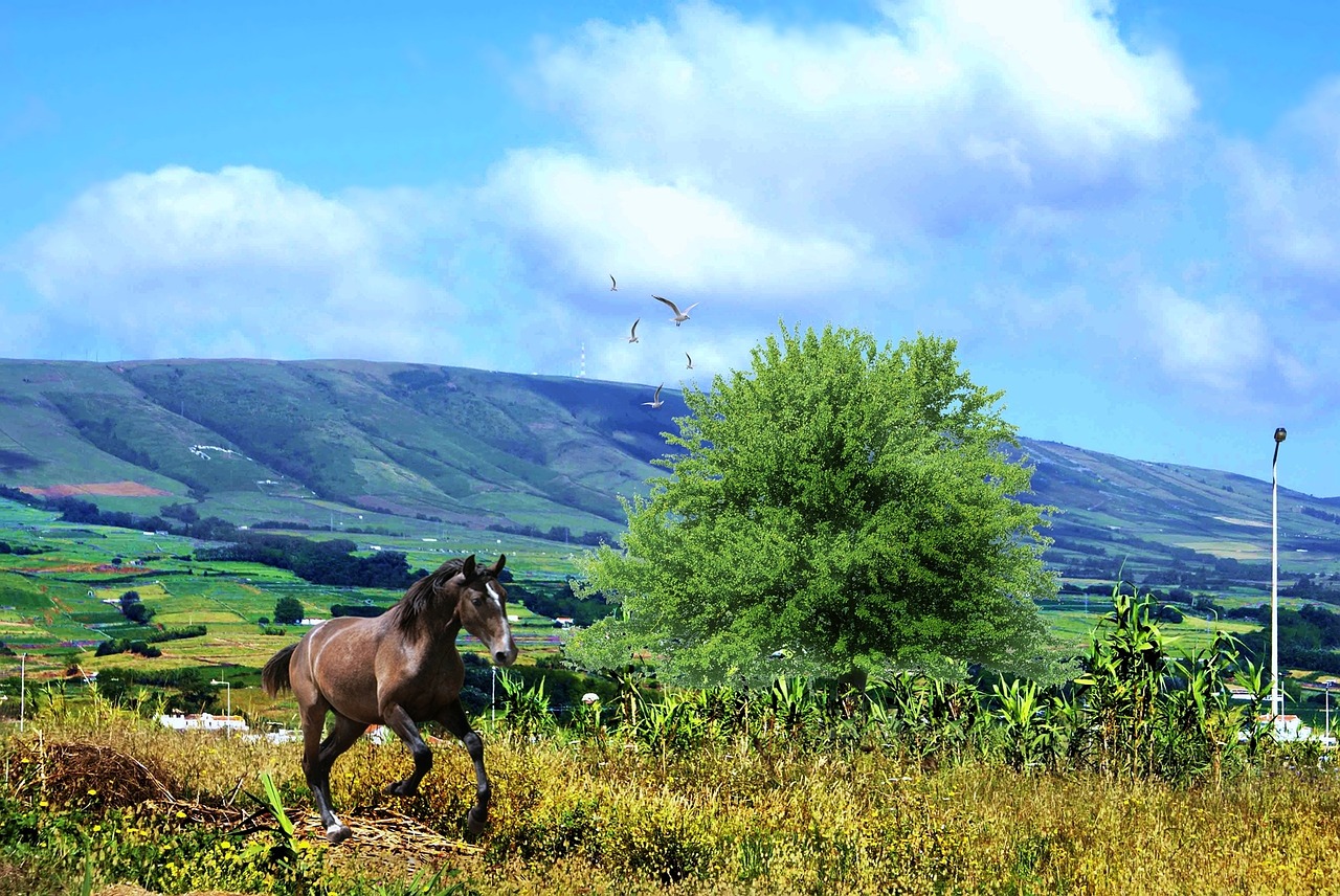 nature horse blue sky free photo