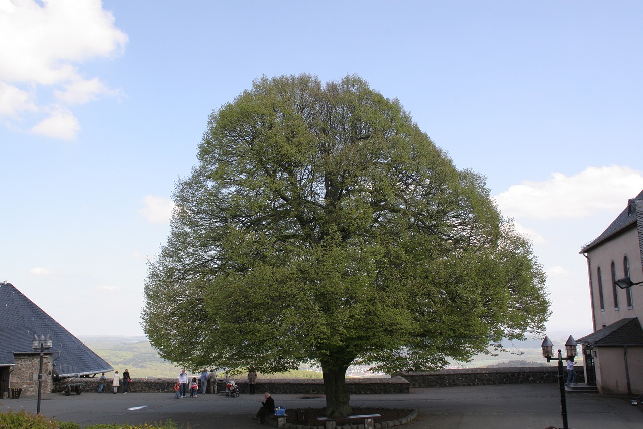 nature landscape old tree free photo