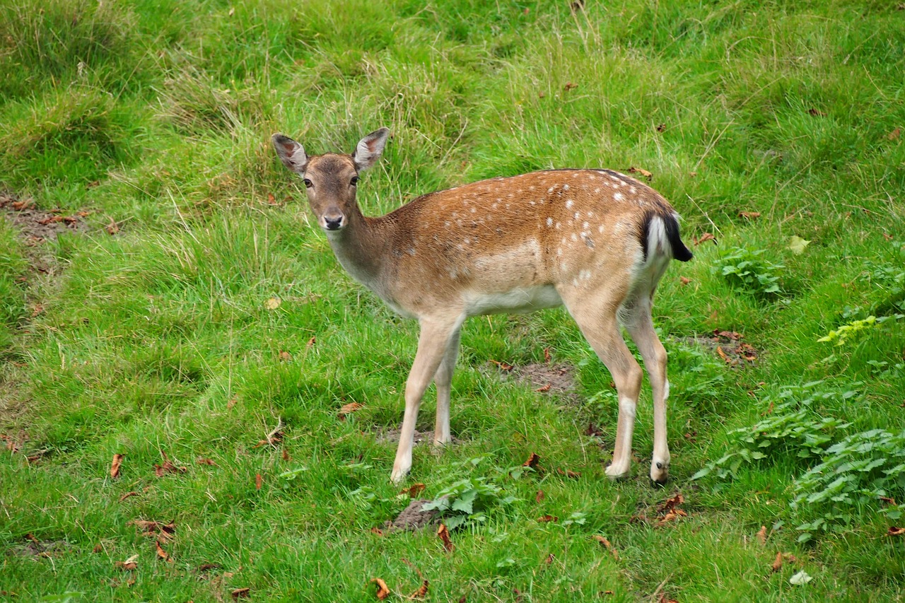 nature deer animals free photo