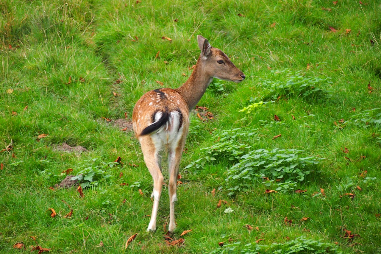 nature deer wildlife free photo