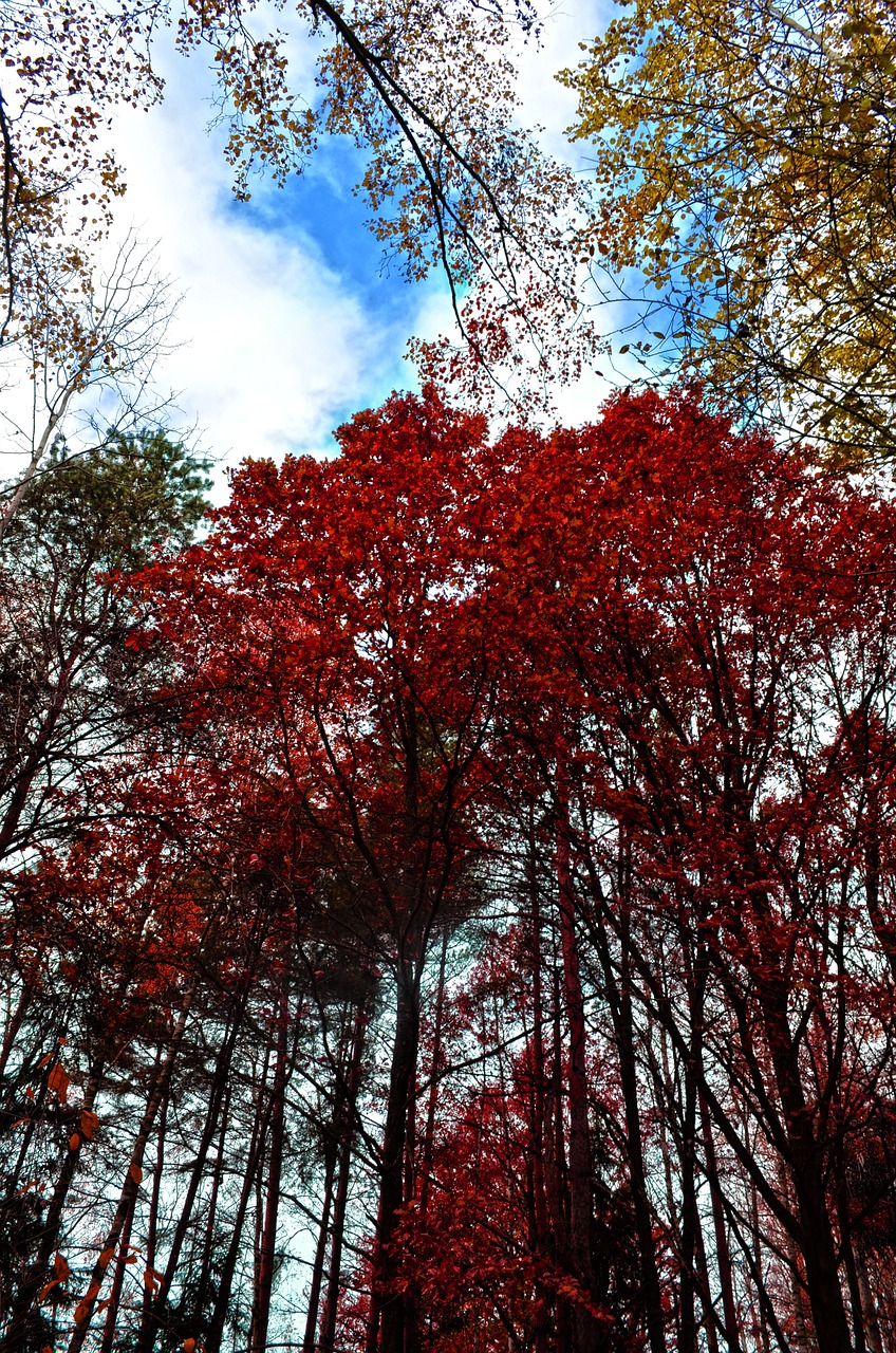 nature forest tree free photo