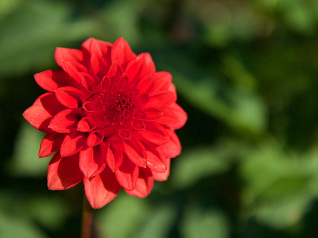 nature plant flower free photo