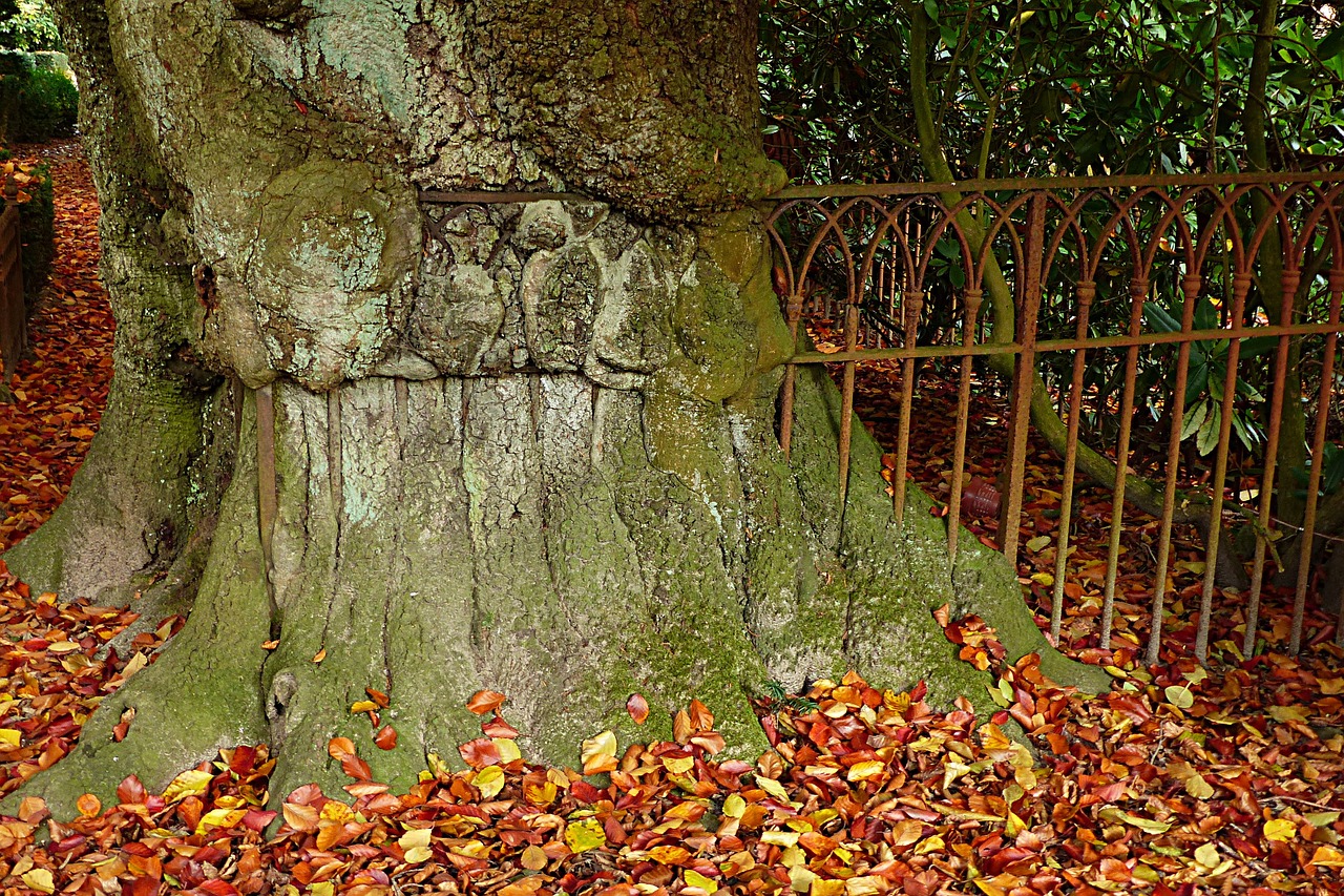 nature tree old free photo