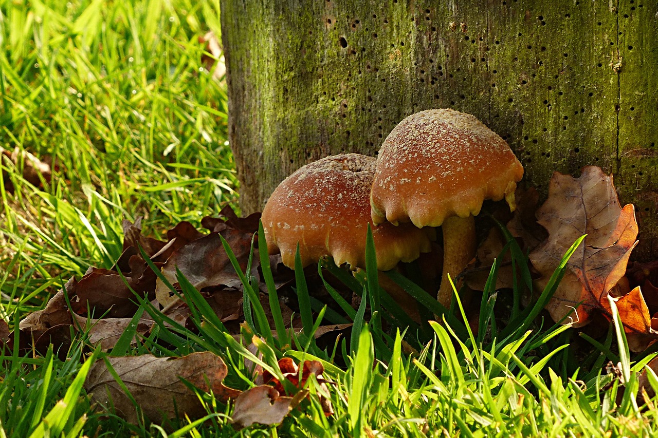 nature mushrooms autumn free photo