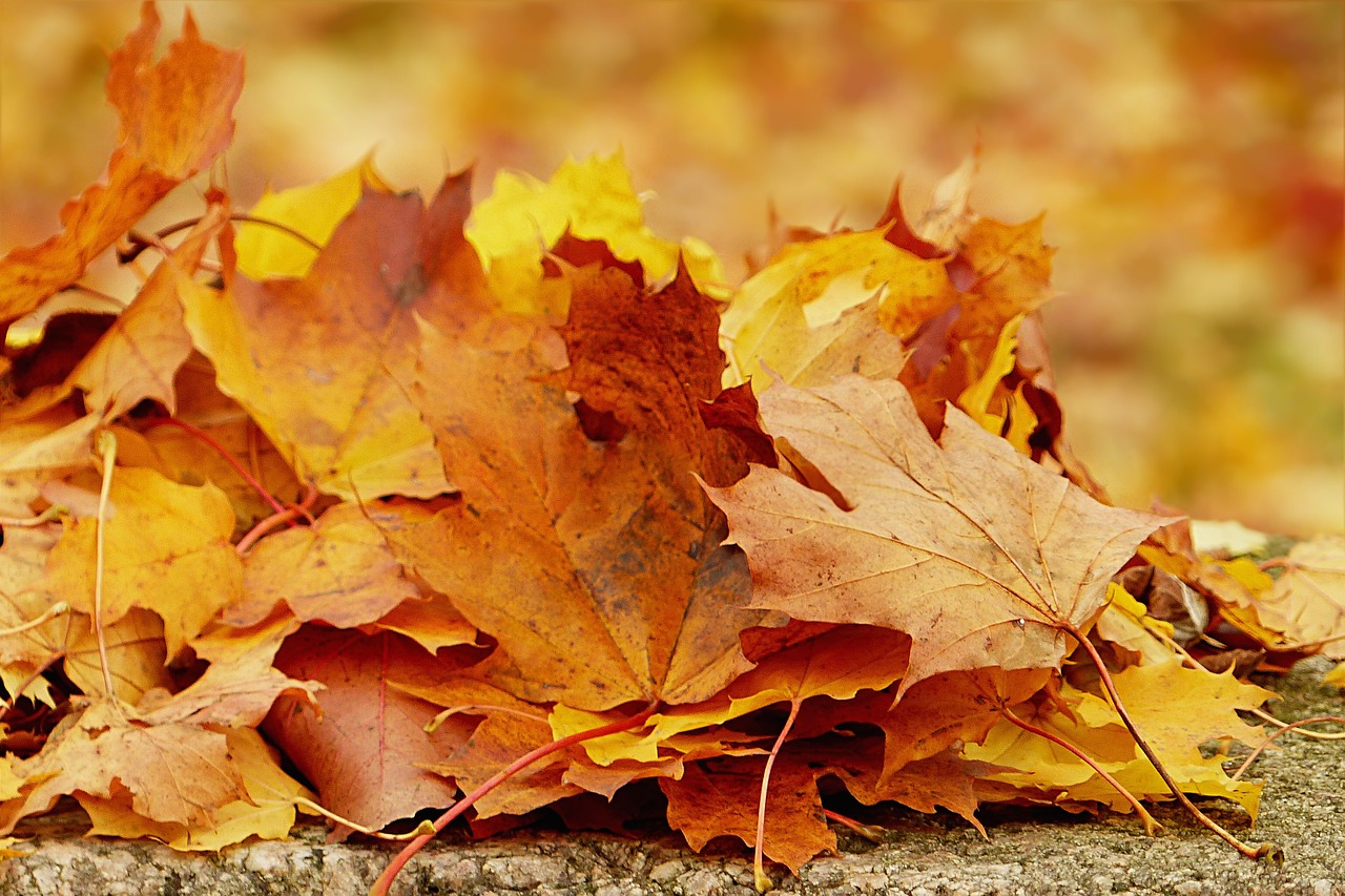 nature fall foliage golden autumn free photo