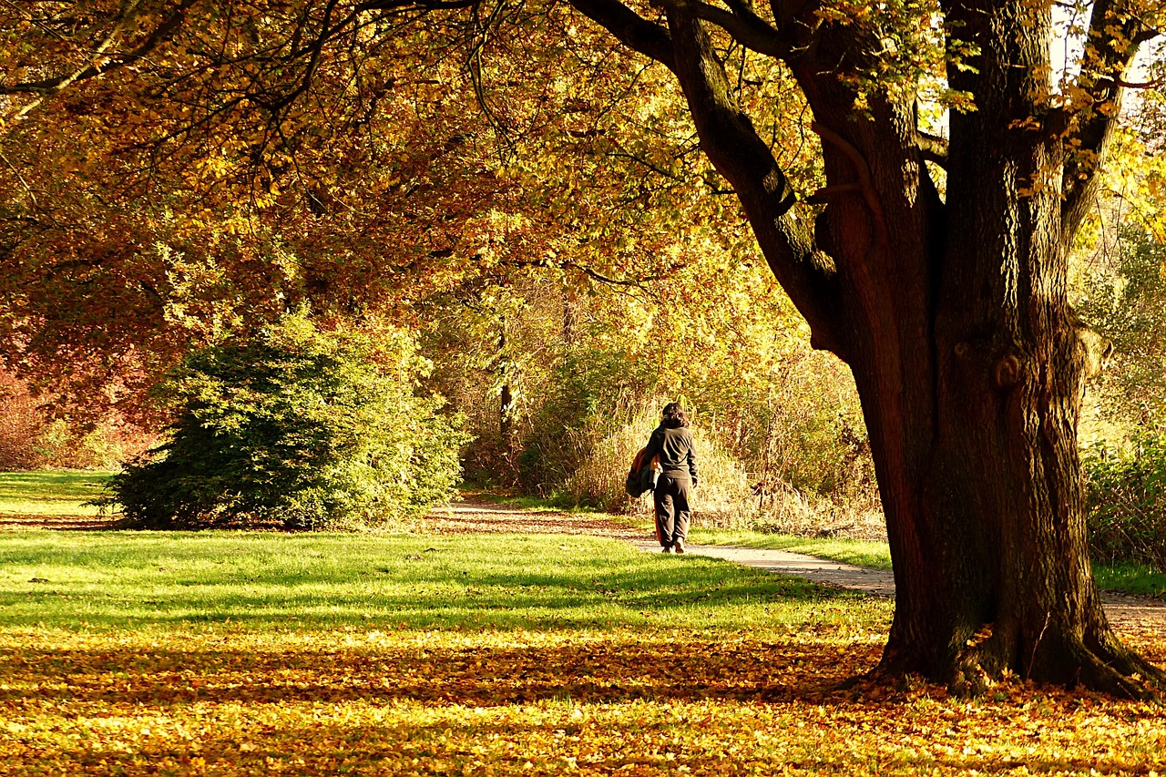 nature autumn fall color free photo