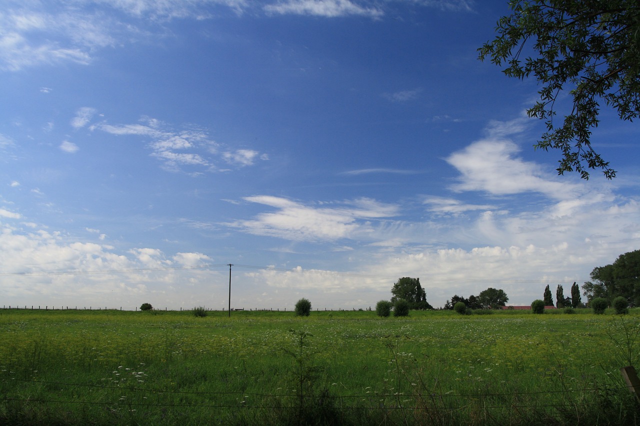 nature meadow flower meadow free photo