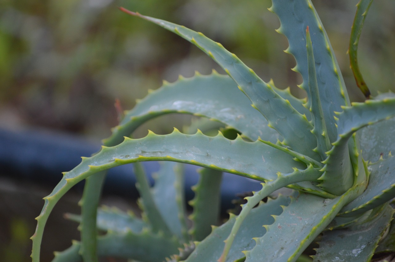 cactus nature plant free photo