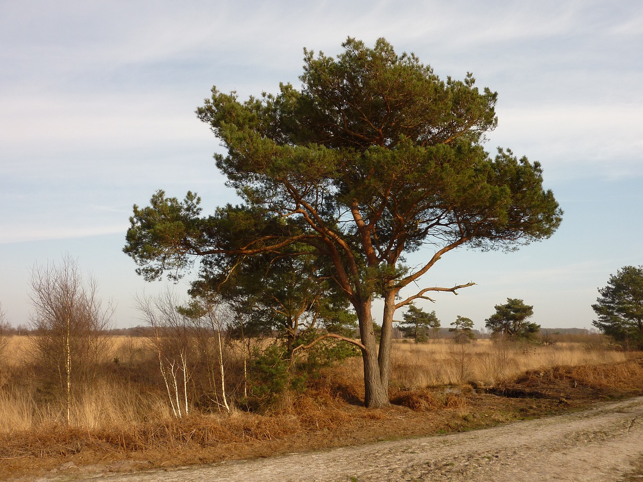 nature tree air free photo