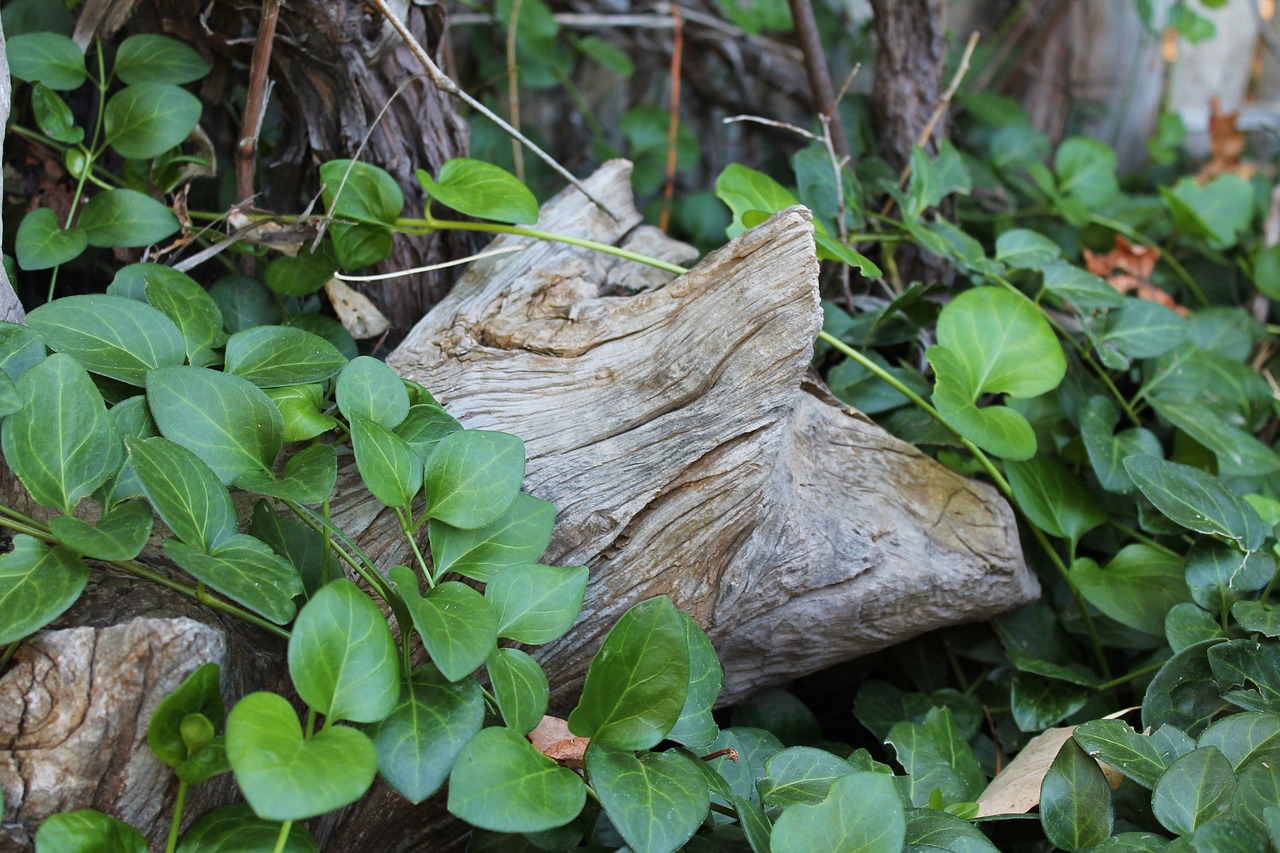 nature wood wooden free photo