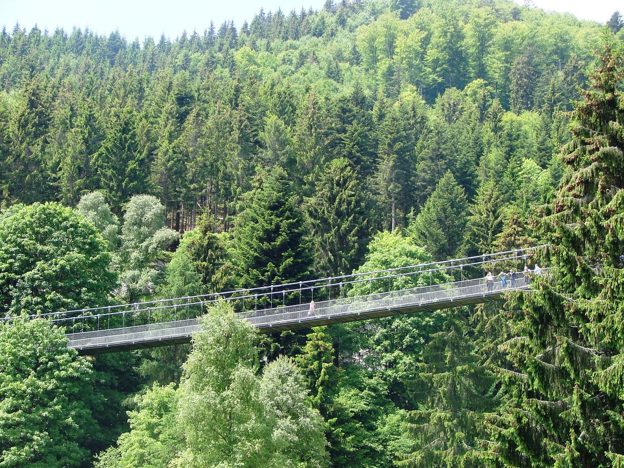 nature trees scenic free photo