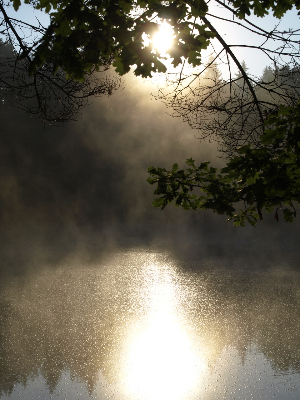 pond surface lake free photo