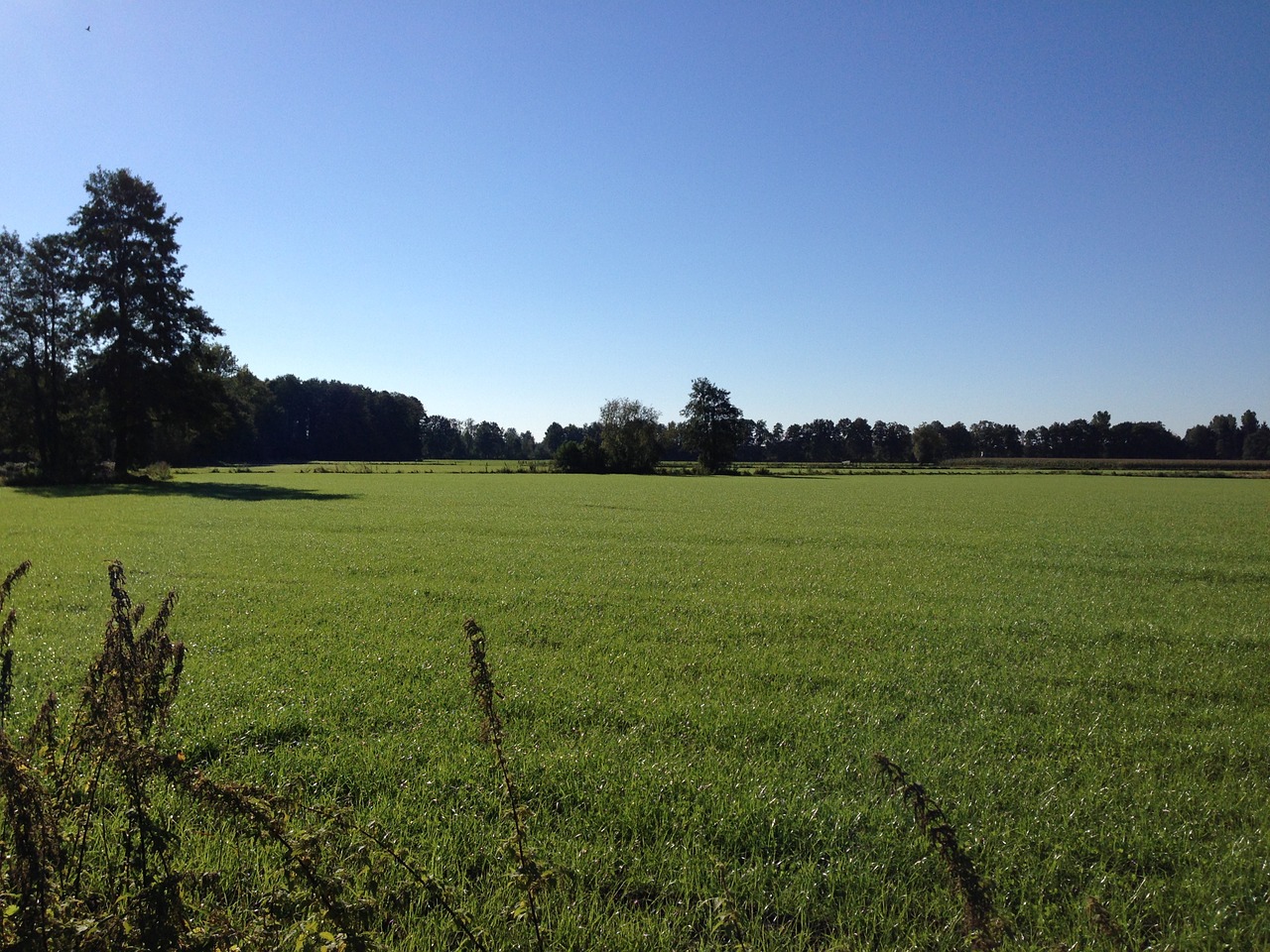 nature meadow westfalen free photo