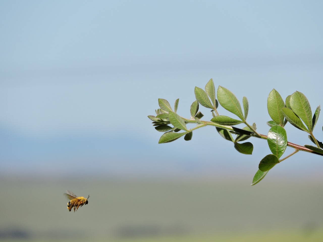 bee nature plant free photo