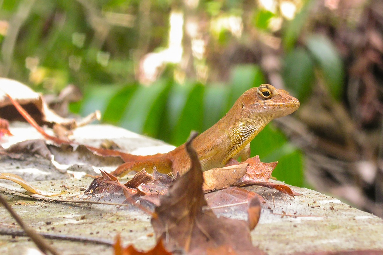 lizard reptile animal free photo