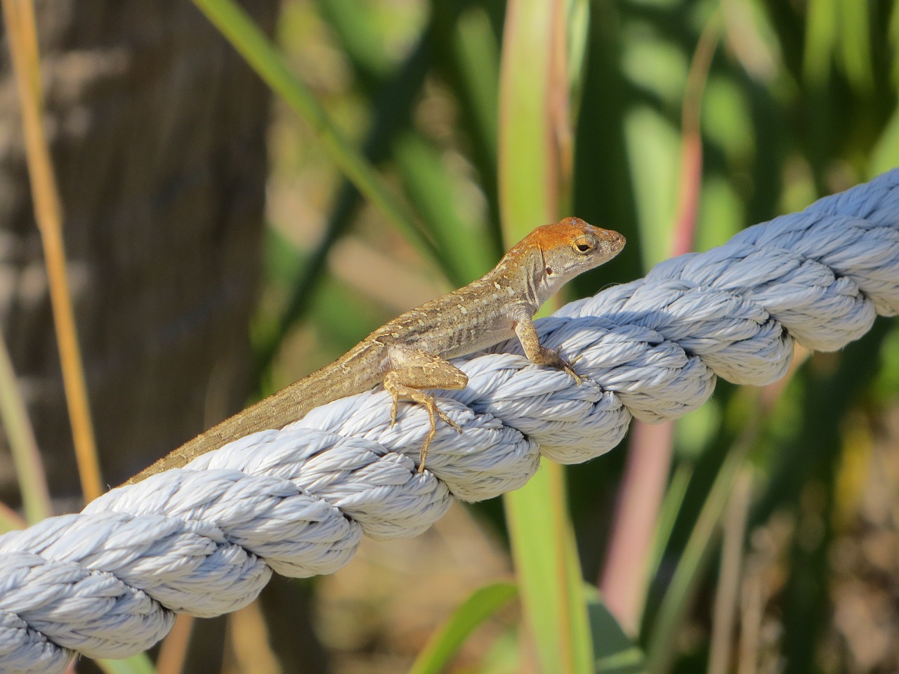 reptile nature animal free photo