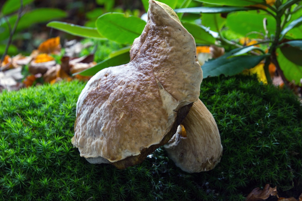 nature mushroom forest free photo