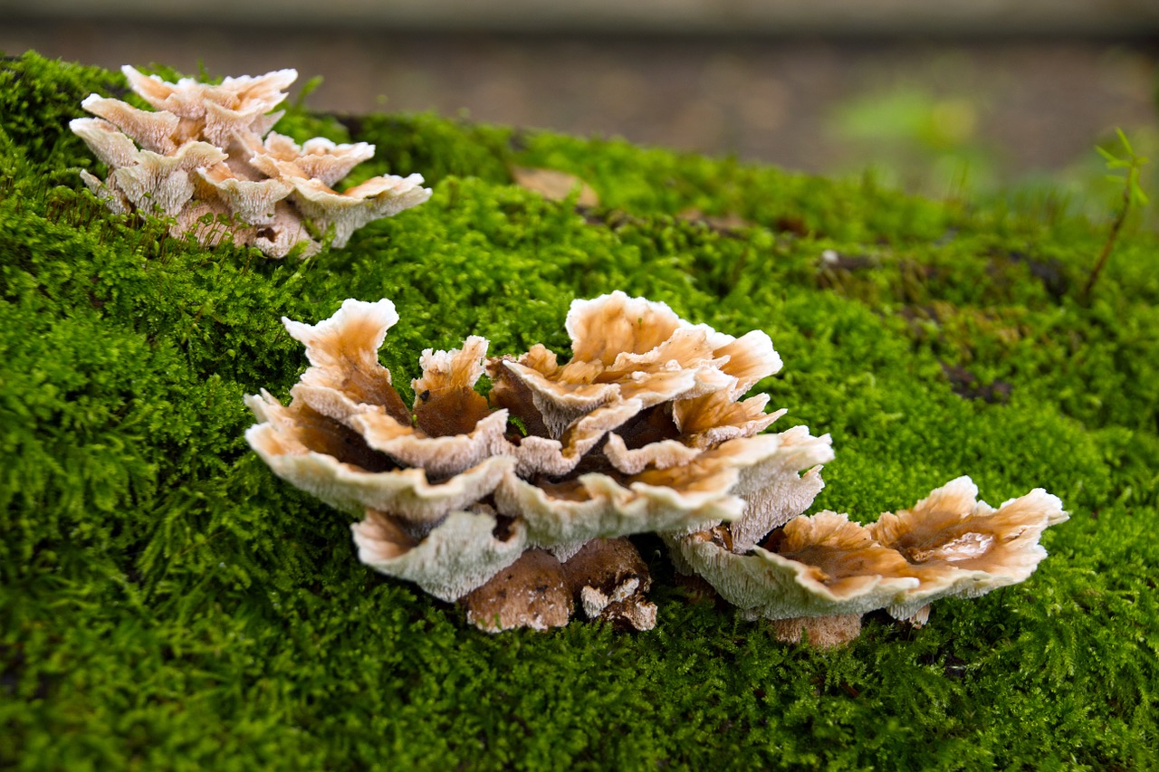 nature agaric mushroom free photo