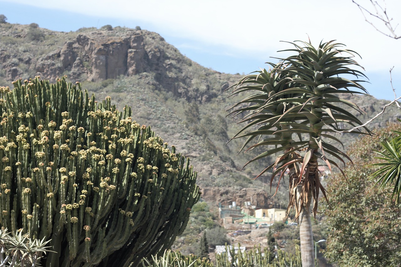 nature landscape canary islands free photo