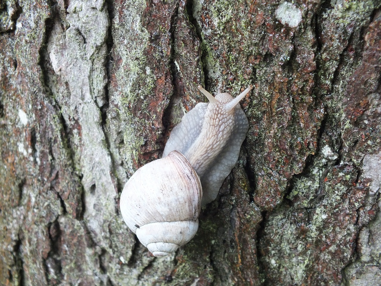 nature snail garden free photo