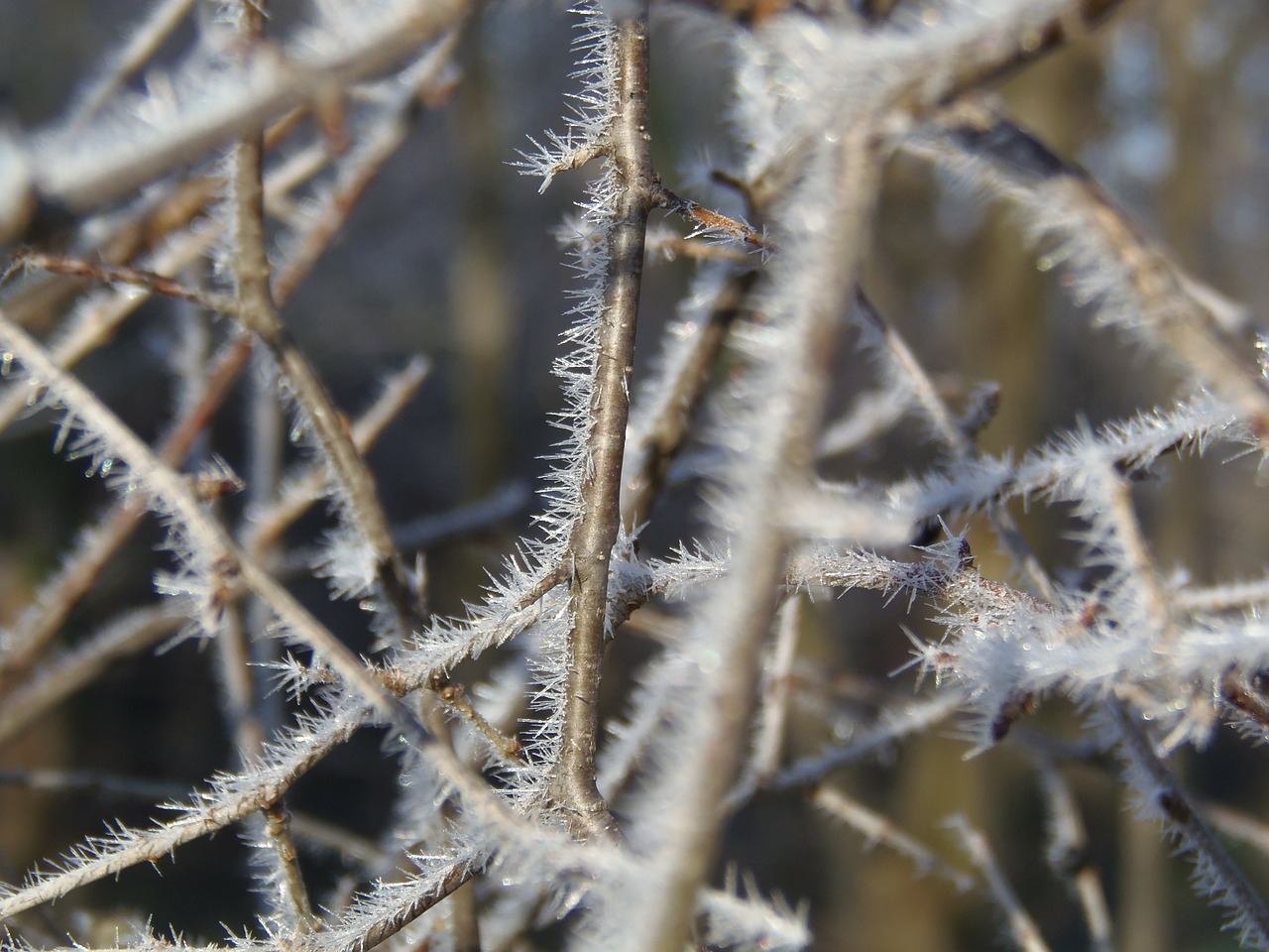 nature dew travel free photo