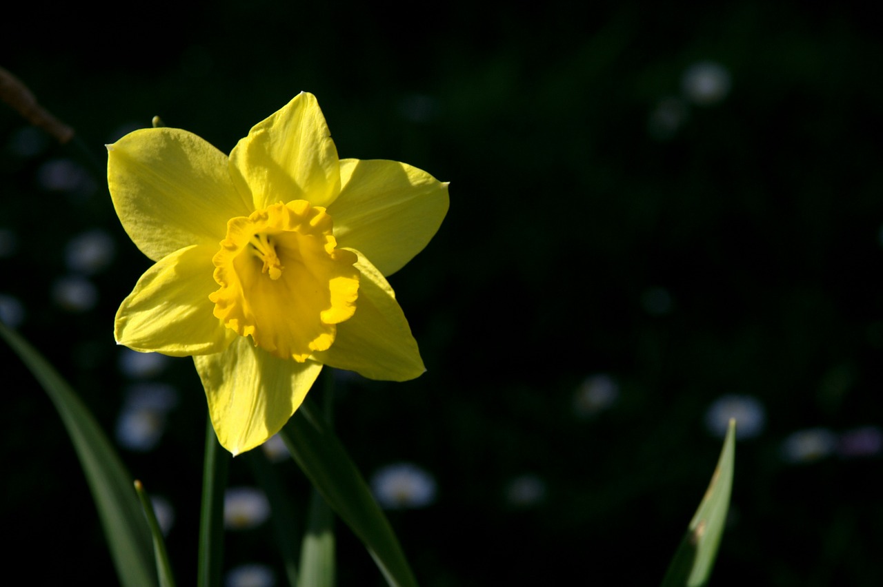 nature spring flower free photo